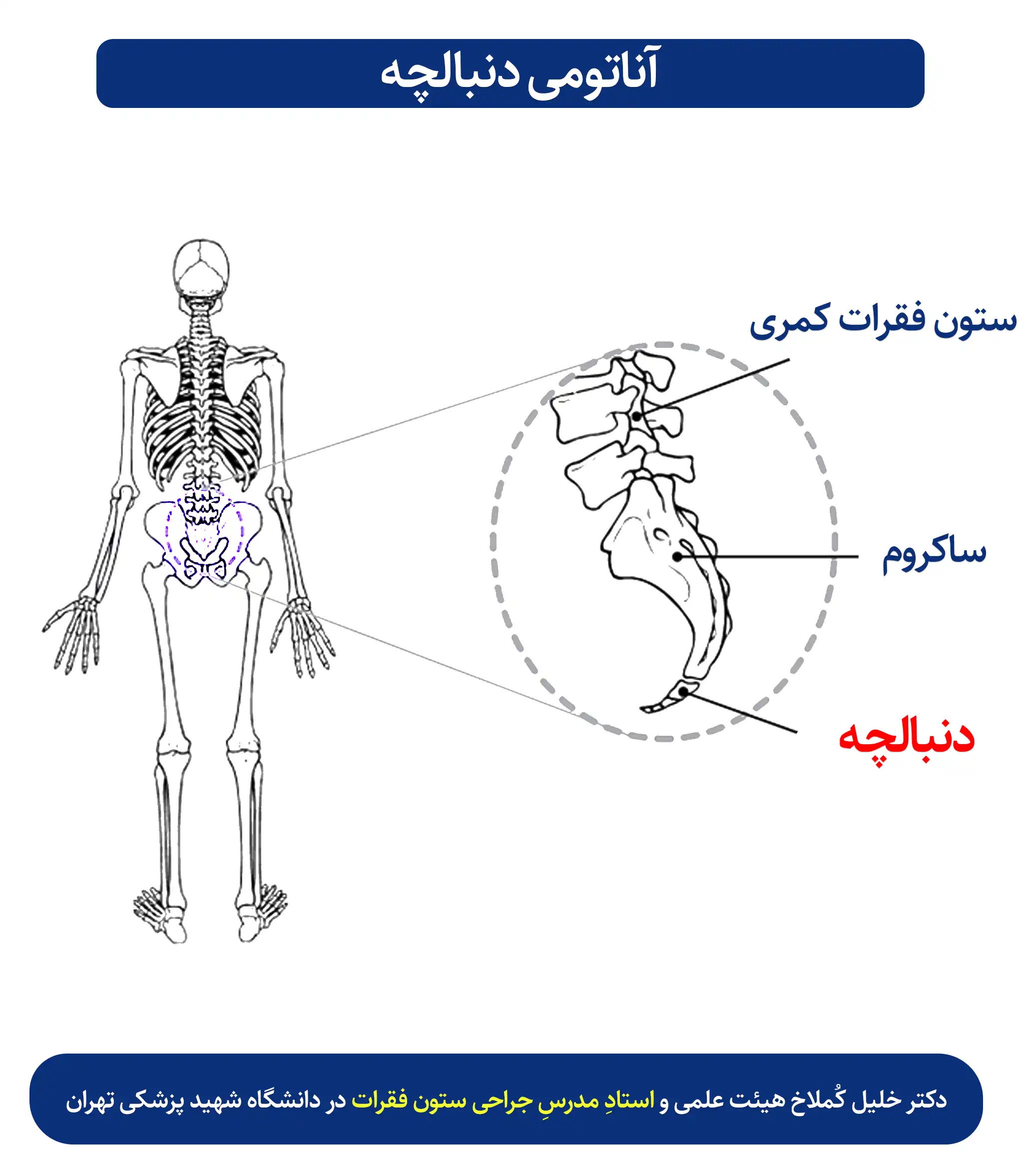 آناتومی دنبالچه