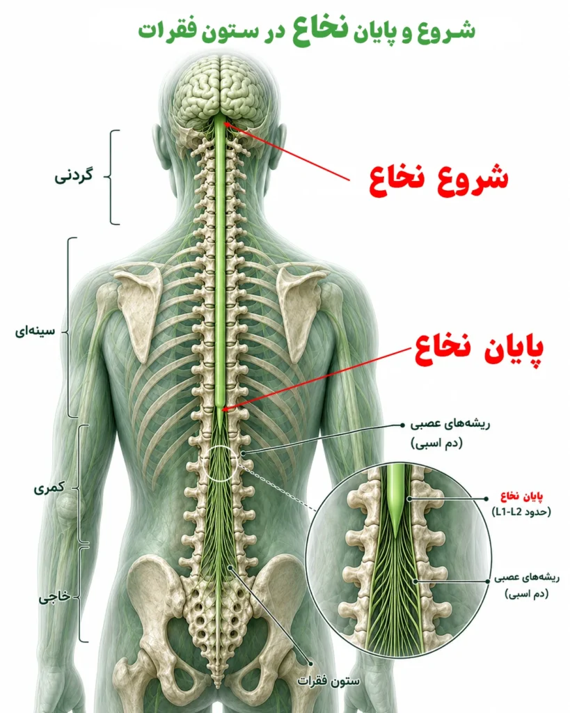 شروع و پایان نخاع در ستون فقرات