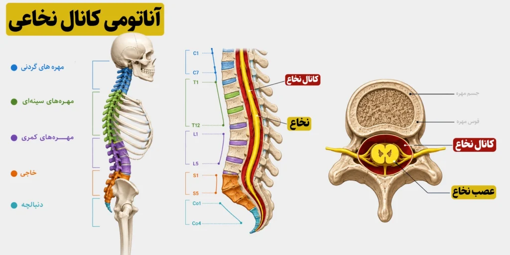 تنگی کانال نخاعی؛ علائم، تشخیص، درمان و زمان جراحی 5 آناتومی شکل کانال نخاع و خود نخاع