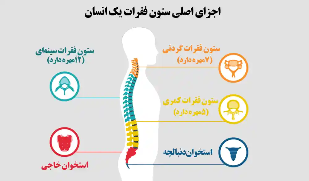 درمان شکستگی مهرههای کمر بدون جراحی 1 اجزای اصلی ستون فقرات انسان